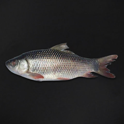 GETIT.QA- Qatar’s Best Online Shopping Website offers ROHU FISH WHOLE CLEANED 1 KG at the lowest price in Qatar. Free Shipping & COD Available!