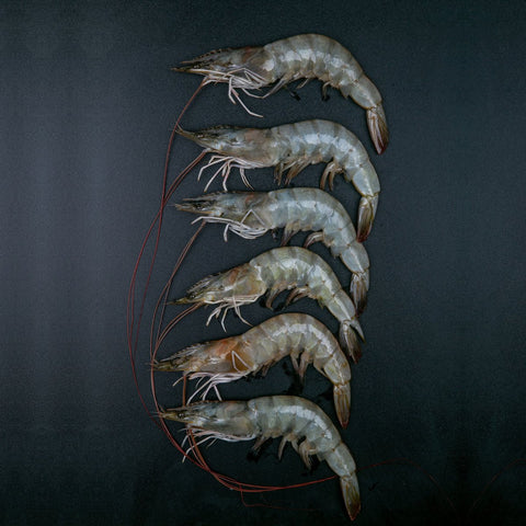 GETIT.QA- Qatar’s Best Online Shopping Website offers FRESH FARMED PRAWNS LARGE TAIL ON FULLY CLEANED 500 G at the lowest price in Qatar. Free Shipping & COD Available!