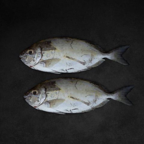 GETIT.QA- Qatar’s Best Online Shopping Website offers FRESH SAFI FISH MEDIUM WHOLE CLEANED 1 KG at the lowest price in Qatar. Free Shipping & COD Available!