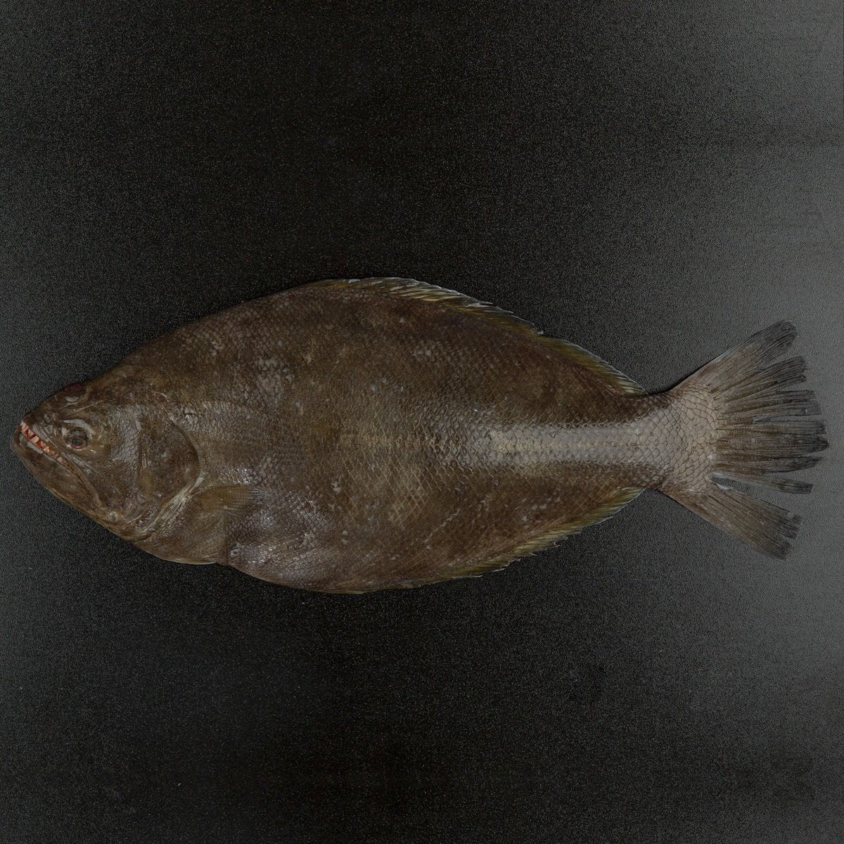 GETIT.QA- Qatar’s Best Online Shopping Website offers Fresh Dover Sole Fish Big Whole Cleaned 1 kg at lowest price in Qatar. Free Shipping & COD Available!