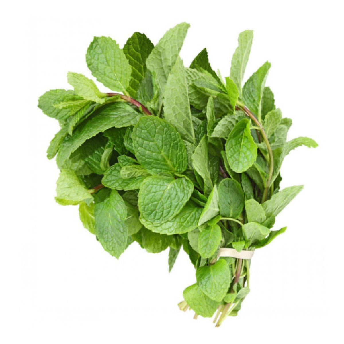 GETIT.QA- Qatar’s Best Online Shopping Website offers MINT LEAVES SAUDI 100 G at the lowest price in Qatar. Free Shipping & COD Available!