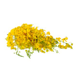 GETIT.QA- Qatar’s Best Online Shopping Website offers YELLOW FLOWER (KANIKONNA)1 PKT at the lowest price in Qatar. Free Shipping & COD Available!