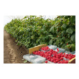 GETIT.QA- Qatar’s Best Online Shopping Website offers RASPBERRY CLAMSHELL 170G at the lowest price in Qatar. Free Shipping & COD Available!