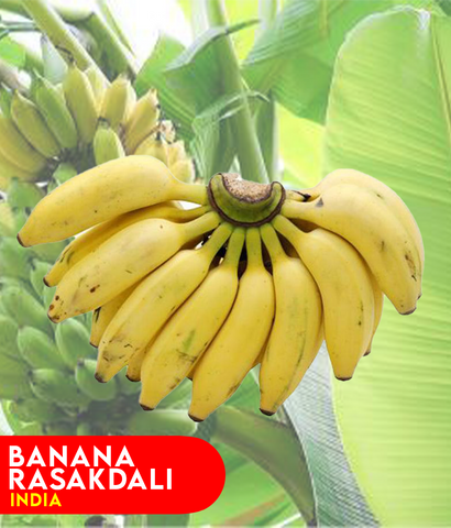 Buy Banana Rasakadali -India Best Price Online Doha Qatar