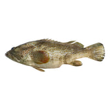 GETIT.QA- Qatar’s Best Online Shopping Website offers HAMOUR FISH MEDIUM 2KG at the lowest price in Qatar. Free Shipping & COD Available!