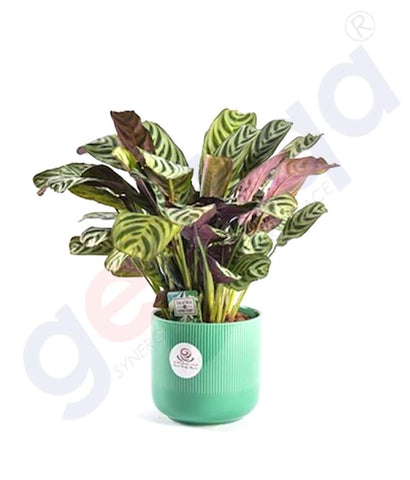 Buy Potted Calathea Plant Best Price Online in Doha Qatar