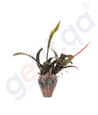 Buy Potted Exotic Plant at Best Price Online in Doha Qatar