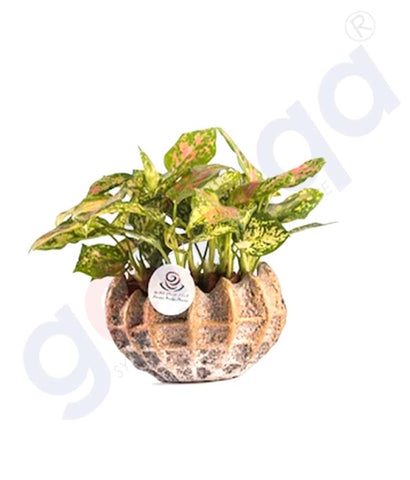 Buy Potted Mini Agloenema Plant Price Online in Doha Qatar