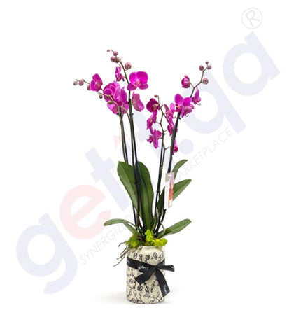 Buy Multiflora Plant at Best Price Online in Doha Qatar