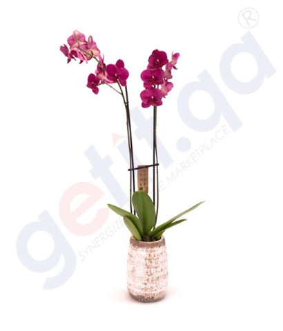 Buy Potted Phalaenopsis Fuchsia Plant Online in Doha Qatar