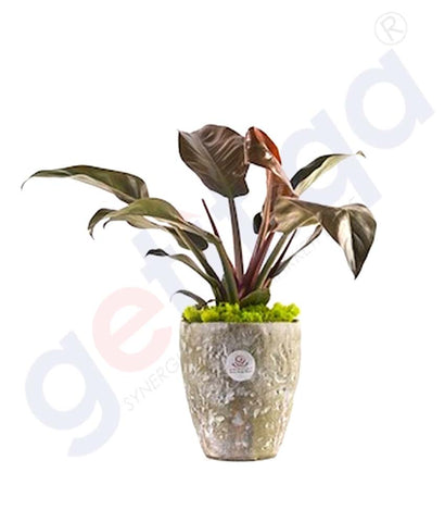 Buy Potted Emerald Philodendron Plant Online in Doha Qatar
