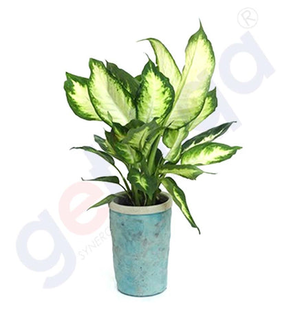 Buy Potted Cammile Plant at Best Price Online in Doha Qatar