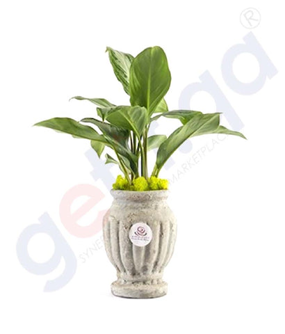 Buy Potted Mandarin Plant at Best Price Online in Doha Qatar