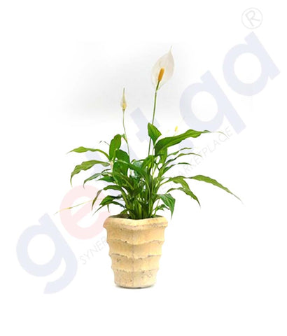 Buy Potted Peace Lily Plant Best Price Online in Doha Qatar