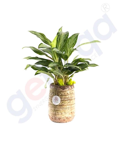 Buy Potted Emerald Plant Price Online in Doha Qatar