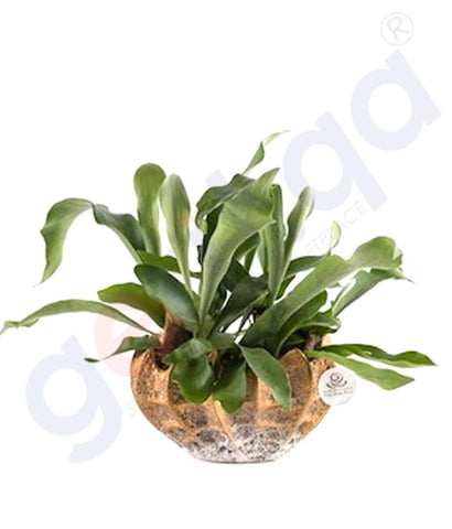 Buy Potted Staghorn Plant Best Price Online in Doha Qatar