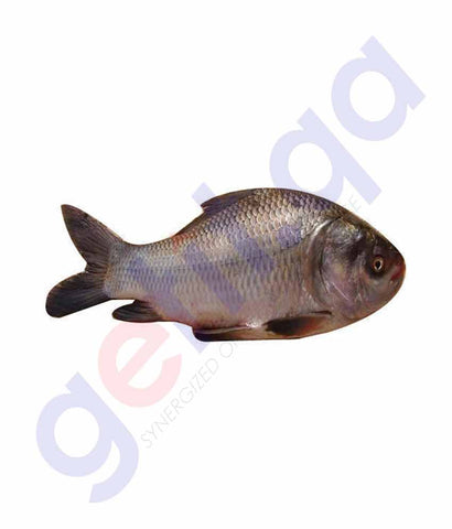 Buy Fresh Catla Fish 500GM, 1KG, 1.5KG, 2KG in Doha Qatar