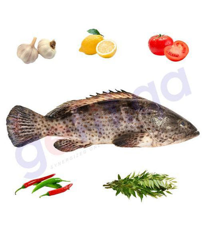 Fresh Fish - HAMOOR - هامور - ORANGE SPOTTED GROUPER (Medium) FISH / KG