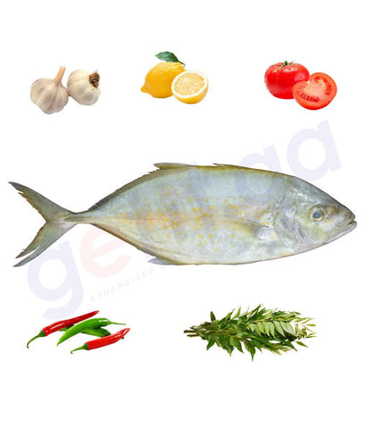 BUY JASH - جش - WHITEFIN TRAVALLY (Medium) WHOLE FISH (Origin- Qatar) IN QATAR | HOME DELIVERY WITH COD ON ALL ORDERS ALL OVER QATAR FROM GETIT.QA