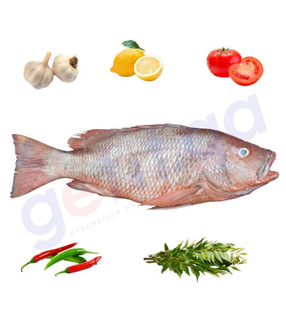Fresh Fish - SHIQRA - شقرة - MANGROVE RED SNAPPER - Big ( WHOLE FISH )