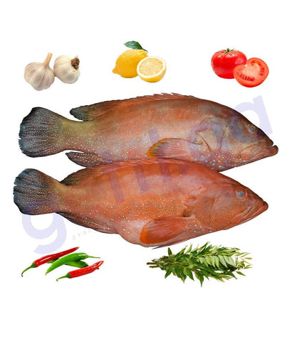 Fresh Fish - SHNAINUWA - شنينوة - YELLOWFIN HIND ( WHOLE FISH )